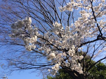 サクラが旬ですね