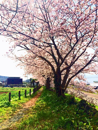 ソメイヨシノ