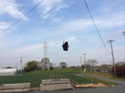 遂にクモの出番かな！