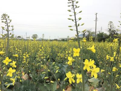木材から樹脂！石油代替に道！
