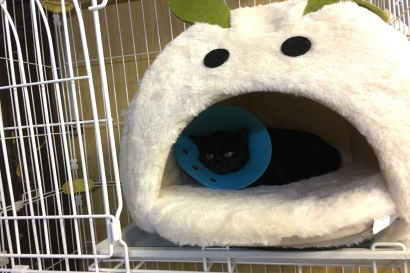 クロチビ クロチビ