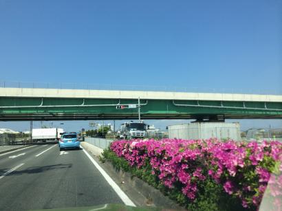 問屋町のつつじ