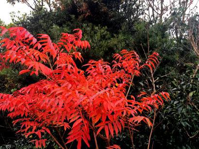 紅葉
