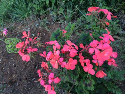 ゼラニウムの花が可憐に咲いてます