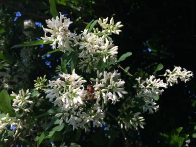 イボタノキの匂いは癒されます