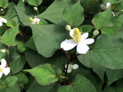 赤いスイレンの花が咲きました。