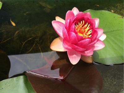 赤いスイレンの花が咲きました。