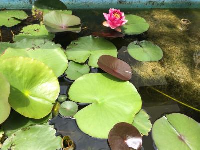 赤いスイレンの花が咲きました。