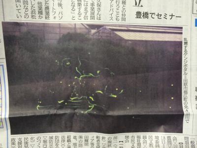 田原市福江の免々田川のゲンジボタル