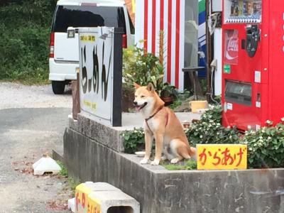 田原市福江の免々田川のゲンジボタル