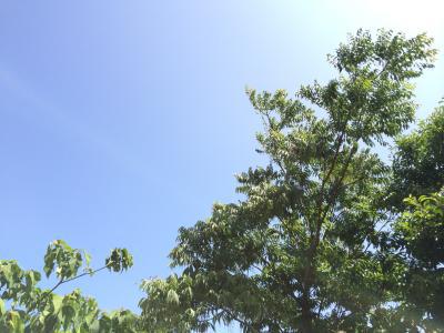 かんかんに晴れた40％！