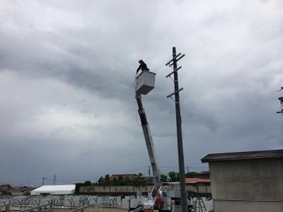 ビワの実がなり始めました！