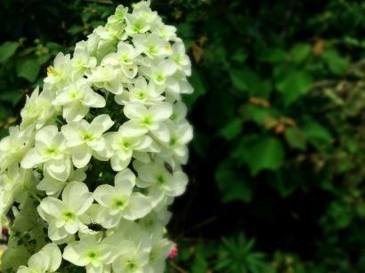 柏葉紫陽花