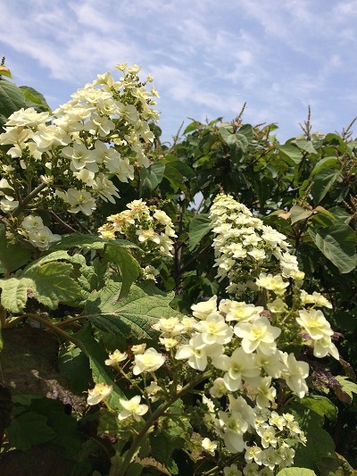 柏葉と言う名の紫陽花