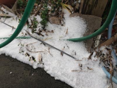 やはり雪が降りましたね。