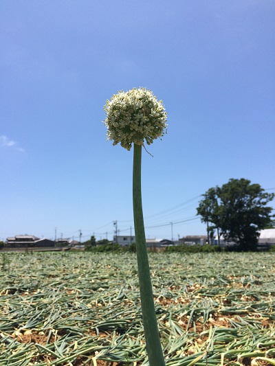 ひとり頑張ってます！