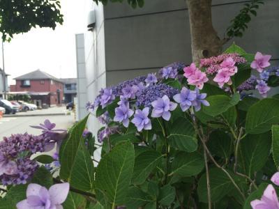 この紫陽花の品種は？