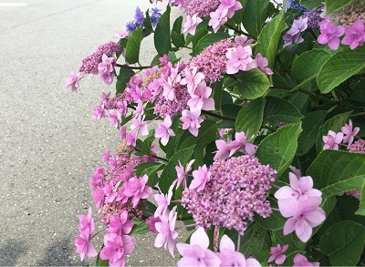 この紫陽花の品種は？