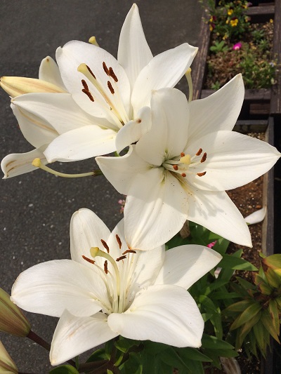 また、わからない花が．．．！