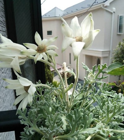 また、わからない花が．．．！
