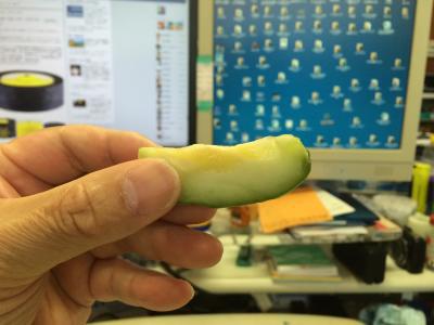 玉ねぎの収穫が始まりました！