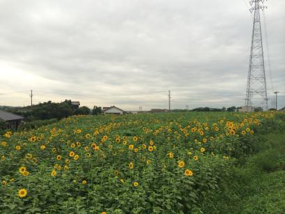 ひまわり畑