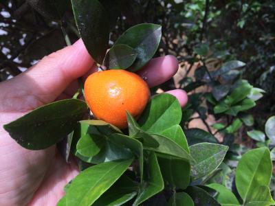 キンカンの実はやはり小さいですね！