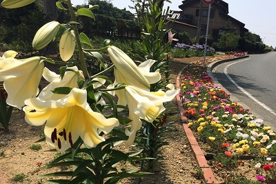 通勤途中の花壇が綺麗でした！