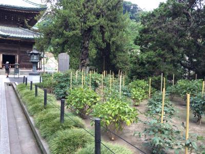 鎌倉の建長寺と蕎麦屋さん！