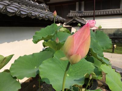 鎌倉の建長寺と蕎麦屋さん！