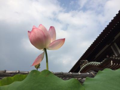 鎌倉の建長寺と蕎麦屋さん！