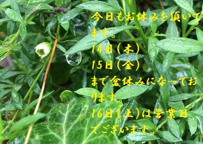 今日も盆休みです。