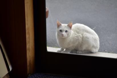 ジビ似 ジビ似