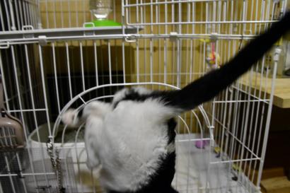 黒塗りの塗装が始まりました! 黒塗りの塗装が始まりました!