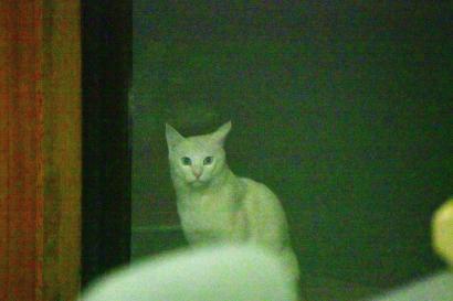ジビ似の白猫 ジビ似の白猫