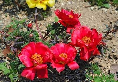 通勤途中の花壇が綺麗でした！