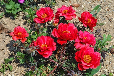 通勤途中の花壇が綺麗でした！