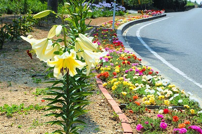 通勤途中の花壇が綺麗でした！