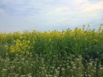 菜の花畑