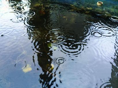 メダカの水槽