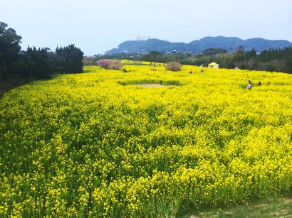 菜の花祭り