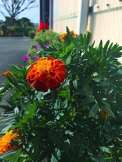 今日は通常営業でした。