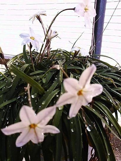 白い花