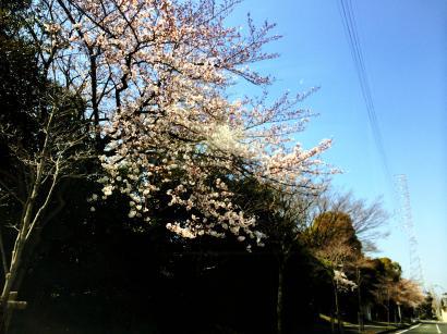 サクラが旬ですね