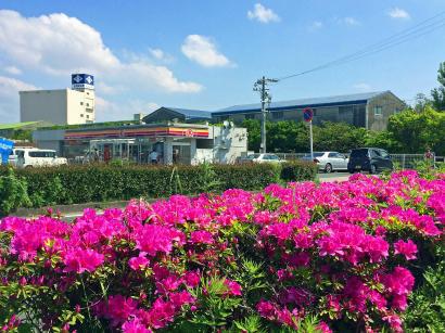 問屋町のつつじ