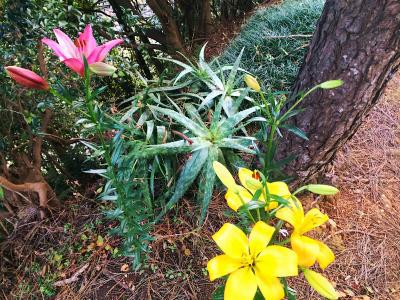 今日はもしかして初霜？！
