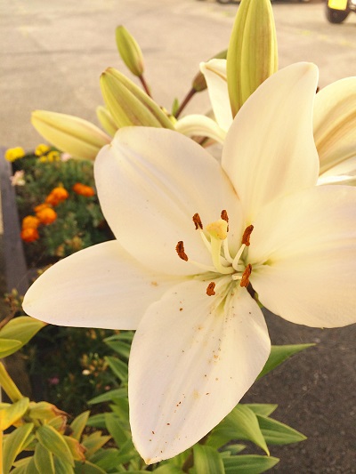 ゆりの花が咲きました！