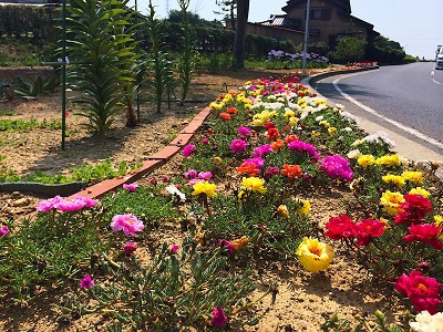 通勤途中の花壇が綺麗でした！