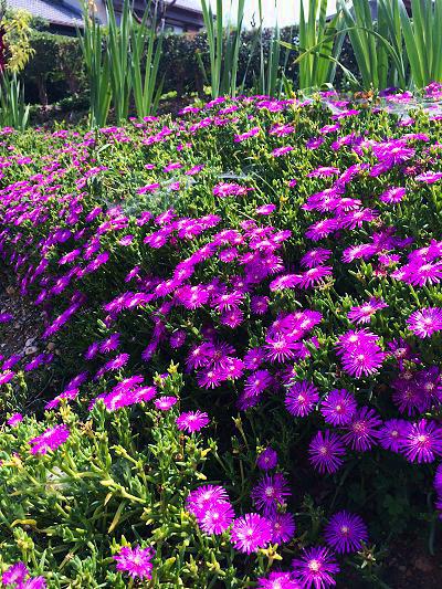 通勤途中の花壇が綺麗でした！