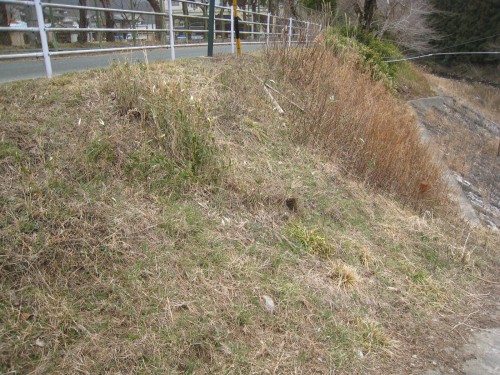 北遠 元オキナグサが咲く土手 3月10日